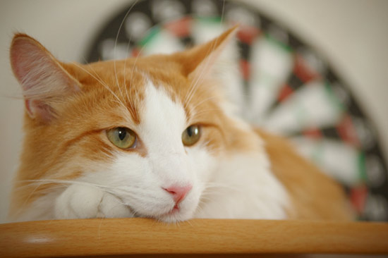Kernel Kernel the Cat